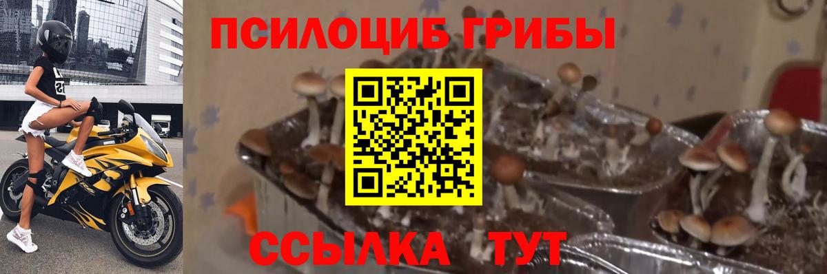 Ноябрьск  Псилоцибиновые грибы Magic Shrooms  Псилоцибиновые грибы GOLDEN TEACHER  Вход с VPN 